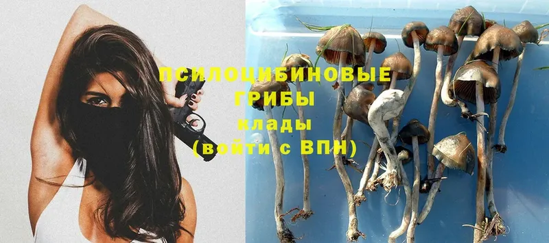 Галлюциногенные грибы Psilocybe  omg маркетплейс  Лаишево 